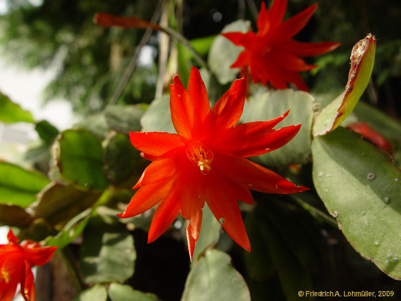 Hatiora gaertneri, Epiphyllopsis gaertneri