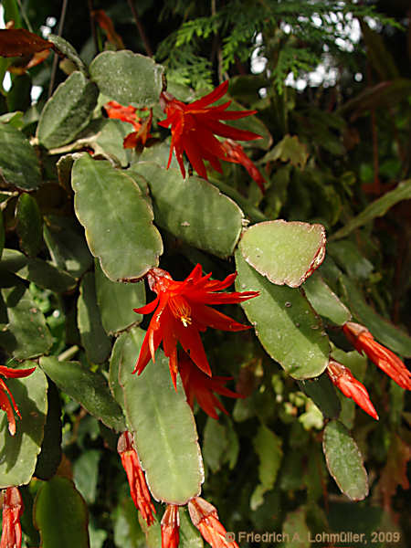 Hatiora gaertneri, Epiphyllopsis gaertneri