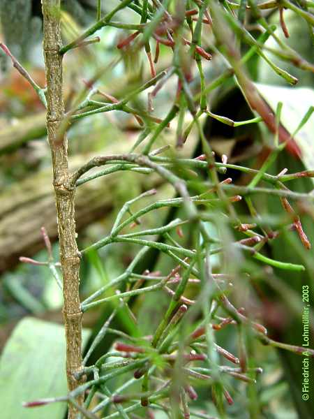 Hatiora salicornioides (HAW.) BR. et R.