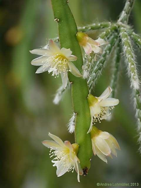 Rhipsalis houlletiana Lemaire