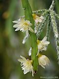 Lepismium bolivianum, Rhipsalis bolivianum)