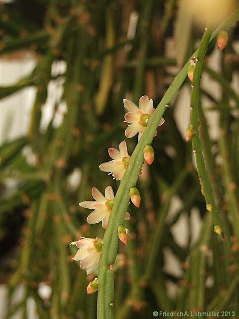 Rhipsalis houlletiana Lemaire