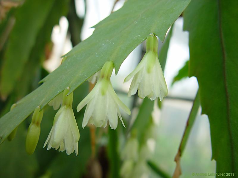 Rhipsalis houlletiana Lemaire