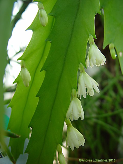 Rhipsalis houlletiana Lemaire