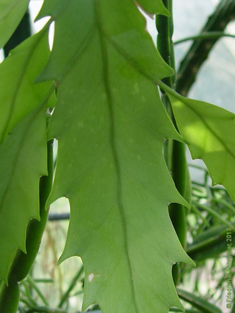 Rhipsalis houlletiana Lemaire