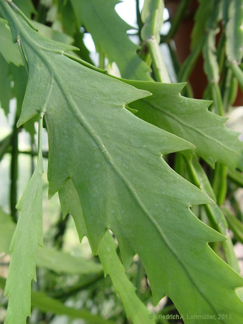 Rhipsalis houlletiana Lemaire