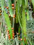 Lepismium monacantha, Acanthorhipsalis monacantha