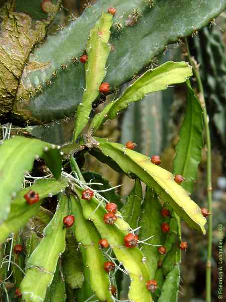 Lepismium monacantha = Ripsalis monacantha = Acanthorhipsalis monacantha