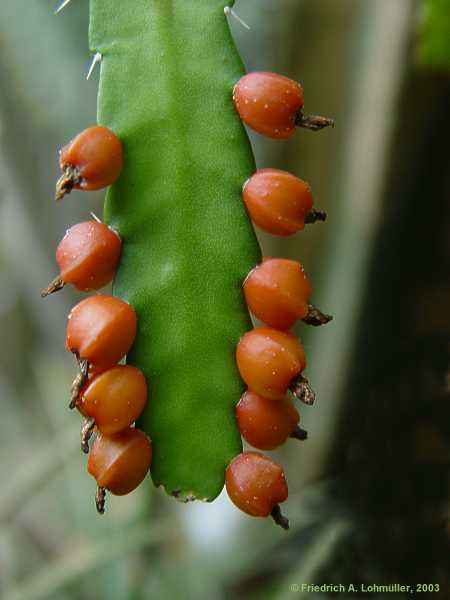 Lepismium monacantha = Ripsalis monacantha = Acanthorhipsalis monacantha