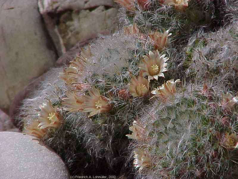 Mammillaria bocasana POS.