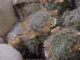 Mammillaria bocasana