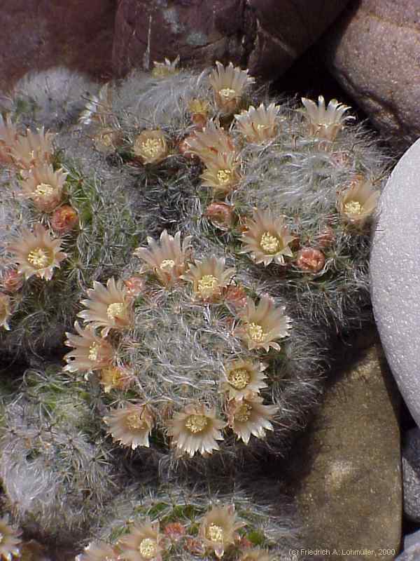 Mammillaria bocasana POS.