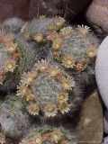 Mammillaria I