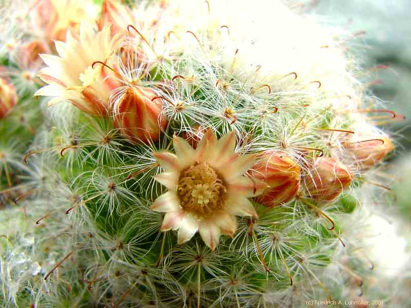 Mammillaria bocasana POS.