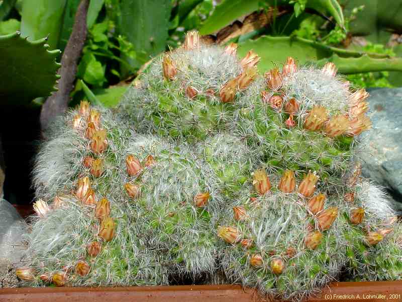 Mammillaria bocasana POS.