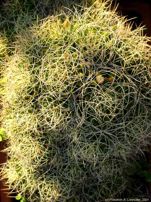 Mammillaria decipiens subsp. albescens (TIEGEL) D.R.HUNT, 1997