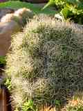 Mammillaria decipiens subsp. albescens