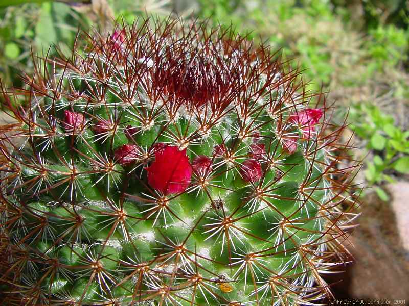 Mammillaria rhodantha LINK & OTTO