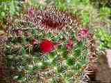 Mammillaria rhodantha