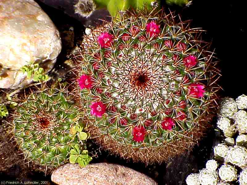 Mammillaria rhodantha LINK & OTTO