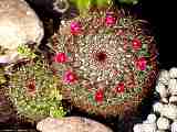 Mammillaria rhodantha