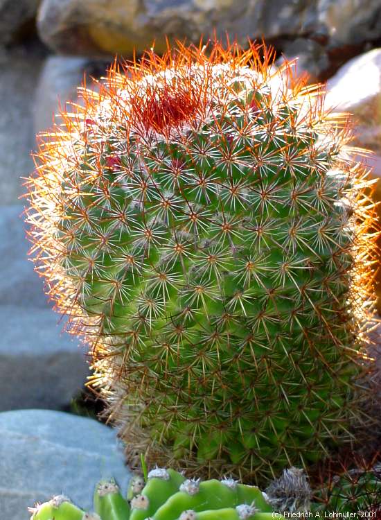 Mammillaria rhodantha LINK & OTTO