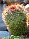 Mammillaria rhodantha