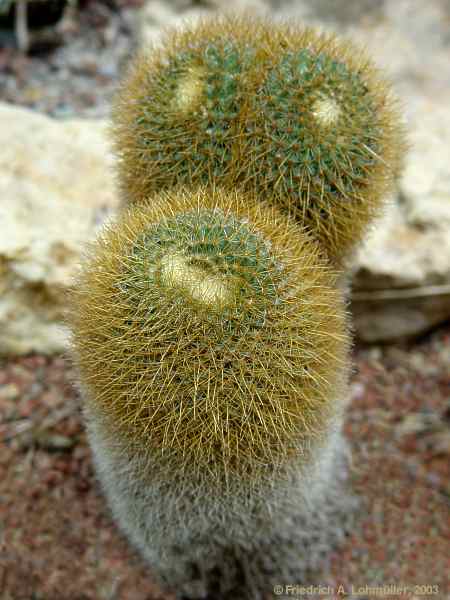 Mammillaria fuscata PFEIFF. var. sulphurea. (SENCKE.) BACKBERG