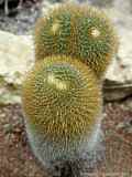 Mammillaria fuscata PFEIFF var.sulphurea (SENCKE.) BACKBG.