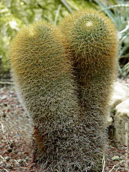 Mammillaria fuscata PFEIFF. var. sulphurea. (SENCKE.) BACKBERG