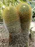 Mammillaria fuscata PFEIFF var.sulphurea (SENCKE.) BACKBG.