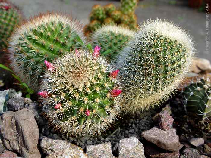 Mammillaria species