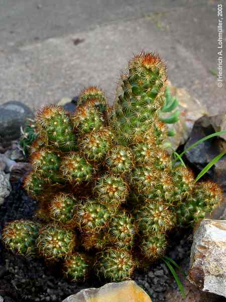 Mammillaria elongata D.C. c.v. rufocrocea