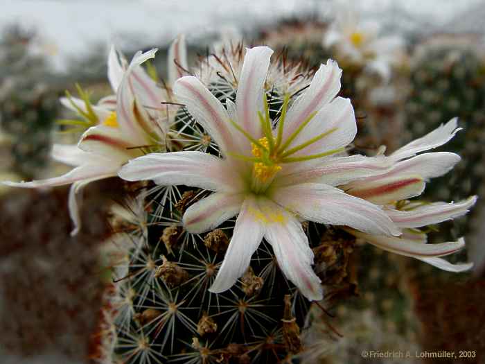 Mammillaria hutschisoniana (GATES) BOED.