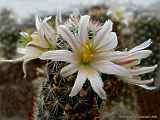 Mammillaria hutschisoniana