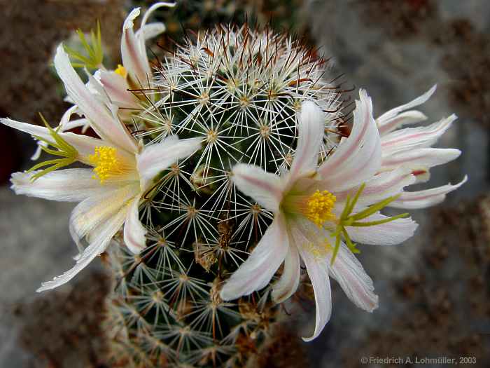 Mammillaria hutschisoniana (GATES) BOED.