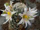 Mammillaria hutschisoniana