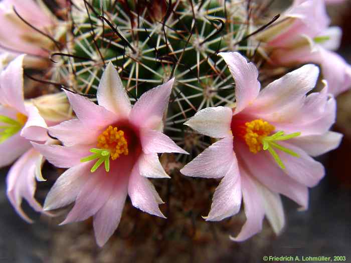 Mammillaria swinglei BOED.