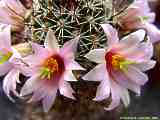 Mammillaria swinglei