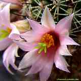 Mammillaria swinglei