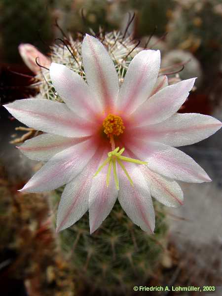 Mammillaria swinglei BOED.