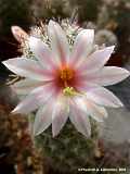 Mammillaria swinglei