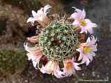 Mammillaria swinglei