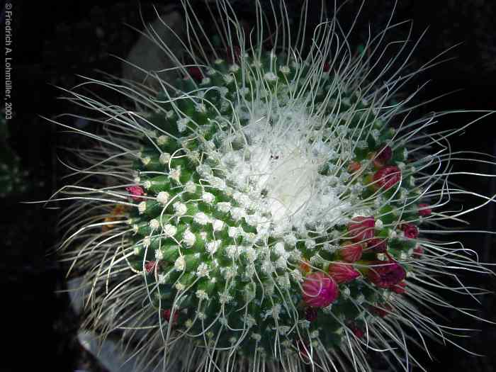 Mammillaria spinosissima c.v. un pico