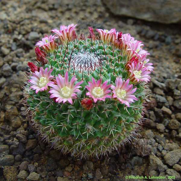 Mammillaria mystax