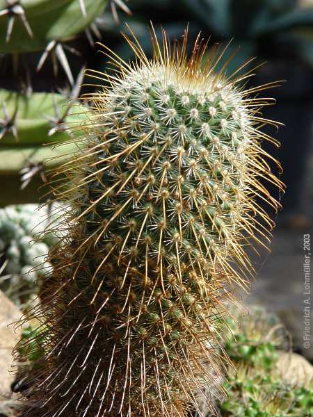 Mammillaria magnifica F.G.BUCHENAU