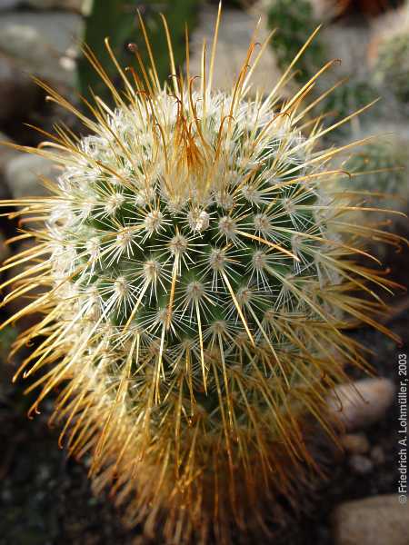 Mammillaria magnifica F.G.BUCHENAU