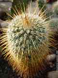 Mammillaria magnifica F.G. BUCHENAU