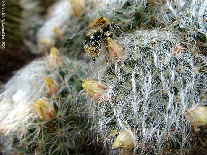 Mammillaria bocasana POS.