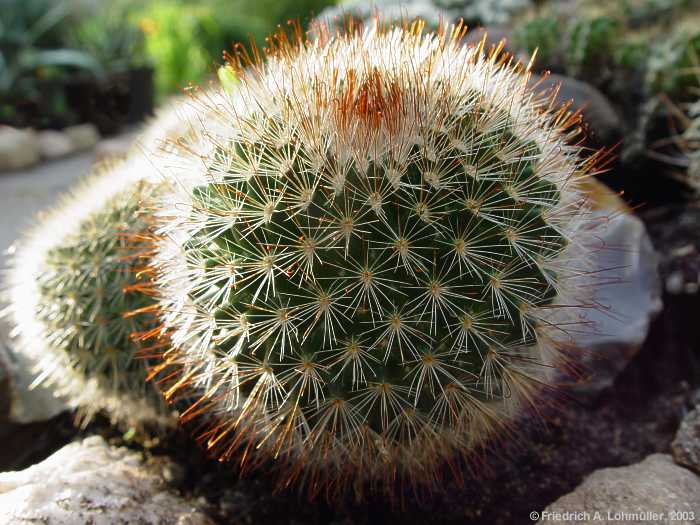 Mammillaria species